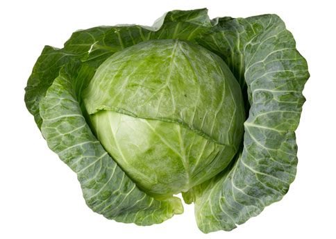 Cabbage